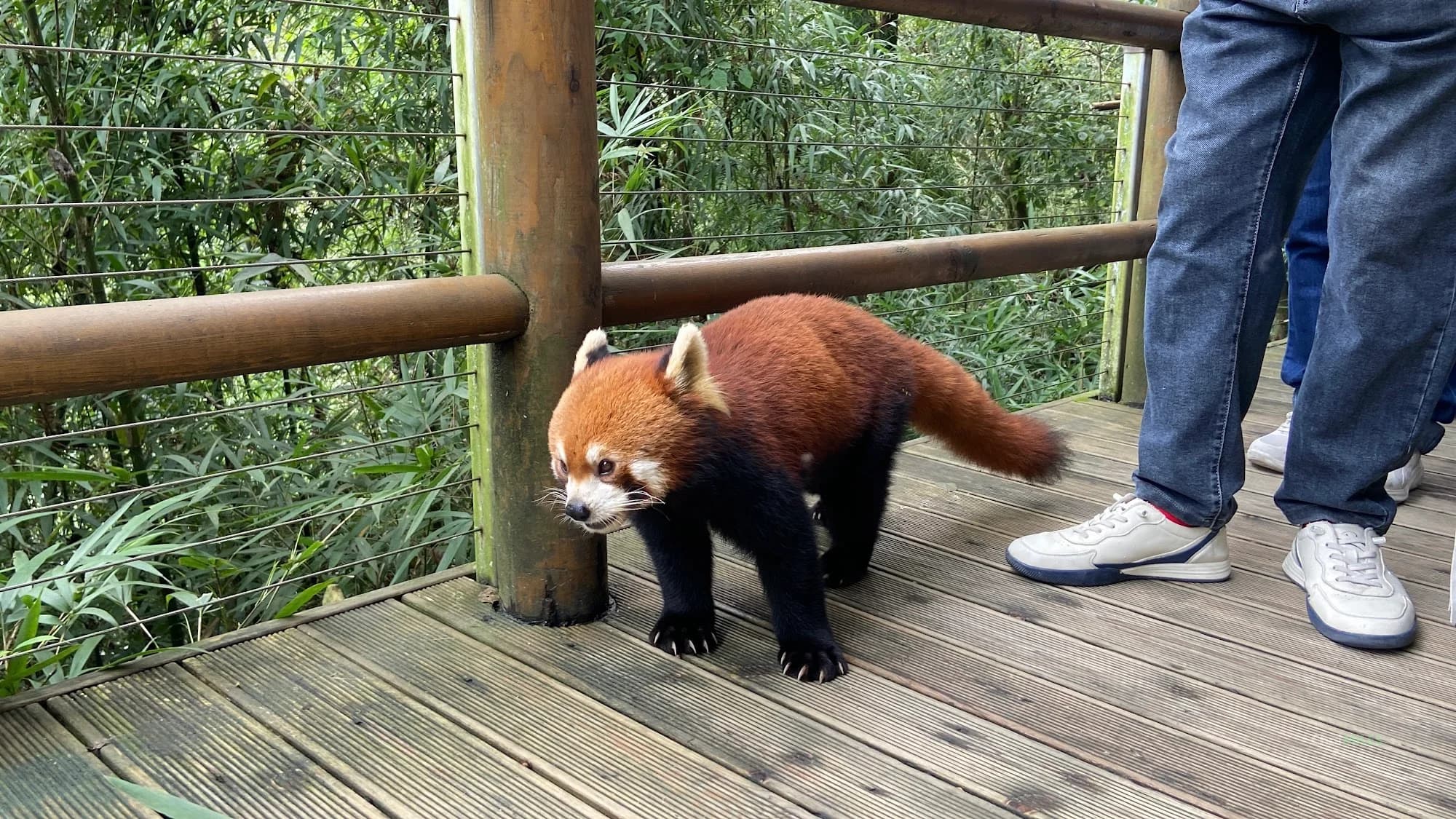 รีวิว Dujiangyan Panda Valley (都江堰熊猫谷) ใกล้ชิดแพนด้ายักษ์และแพนด้าแดง พร้อมวิธีเดินทางจากเฉิงตู